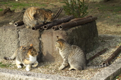 尾道猫57