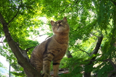 尾道猫125