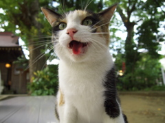 神社猫87