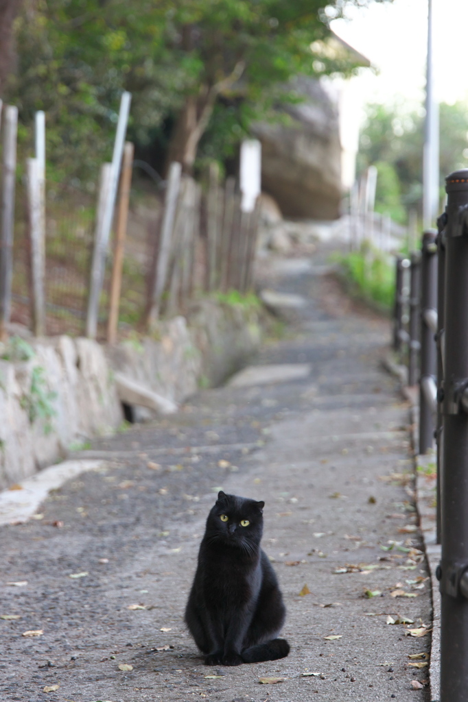 尾道猫161