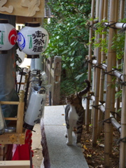 神社猫23