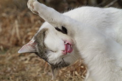 公園猫88