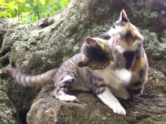 神社猫144
