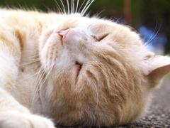 公園猫82