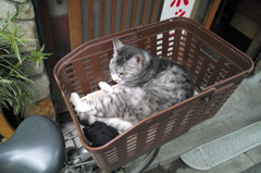 通りすがり猫40