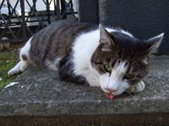 寺猫16