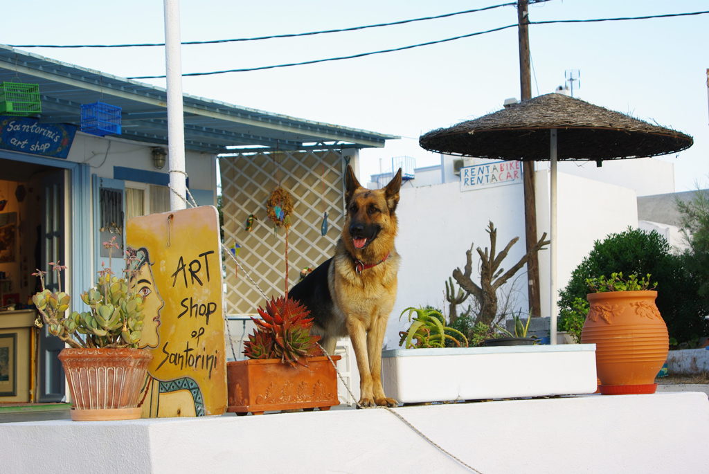 エーゲ海犬7