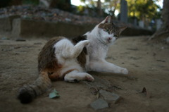 寺猫45