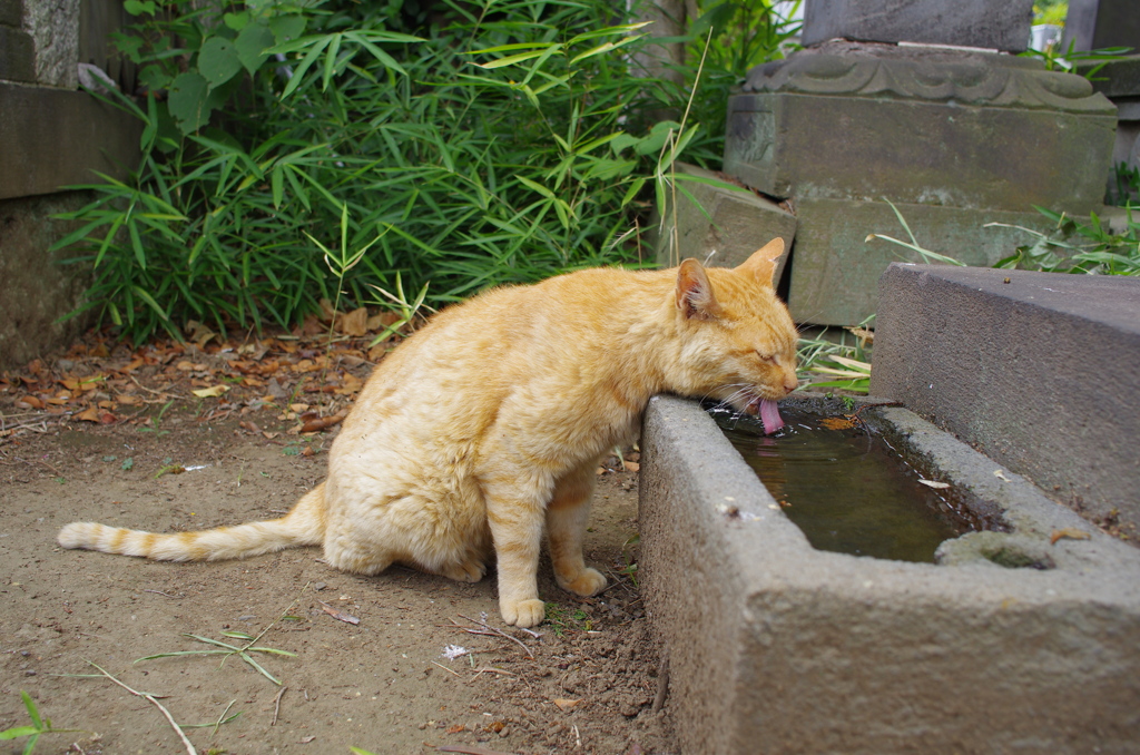 通りすがり猫32