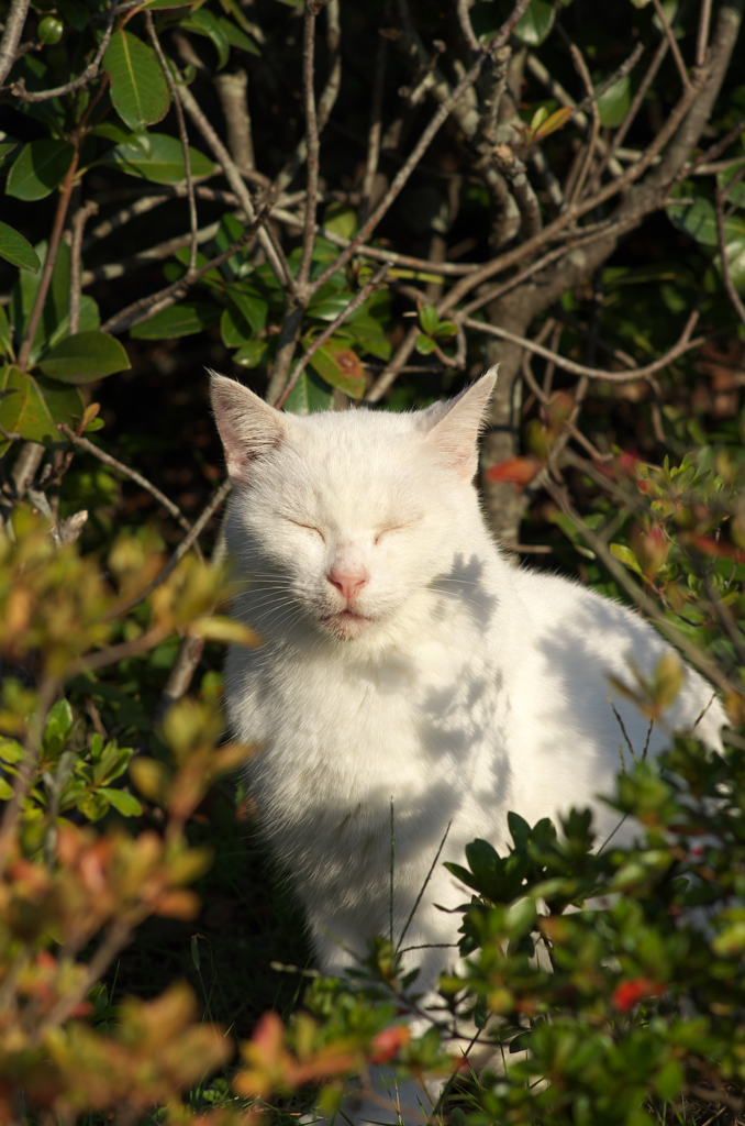 公園猫34