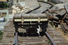 遺跡猫2