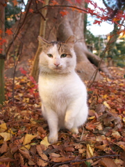 神社猫126