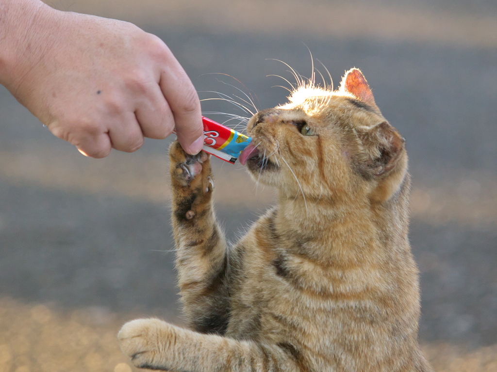 S公園猫38