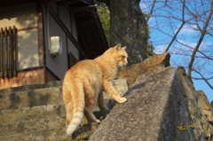 尾道猫69