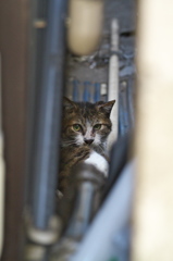 通りすがり猫167