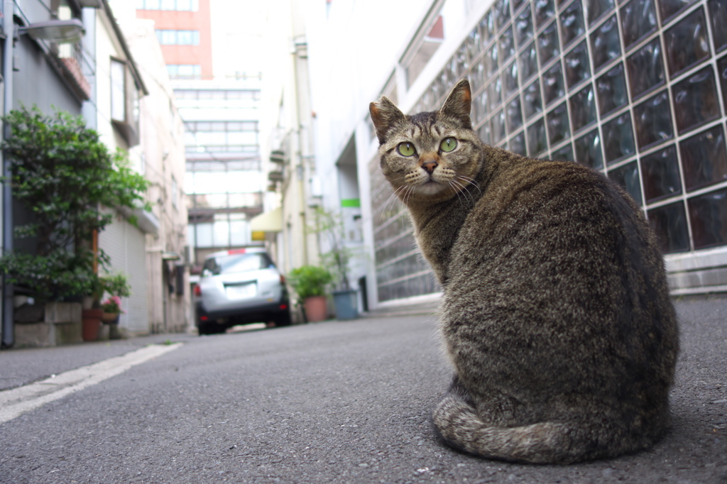 通りすがり猫162
