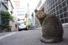 通りすがり猫162