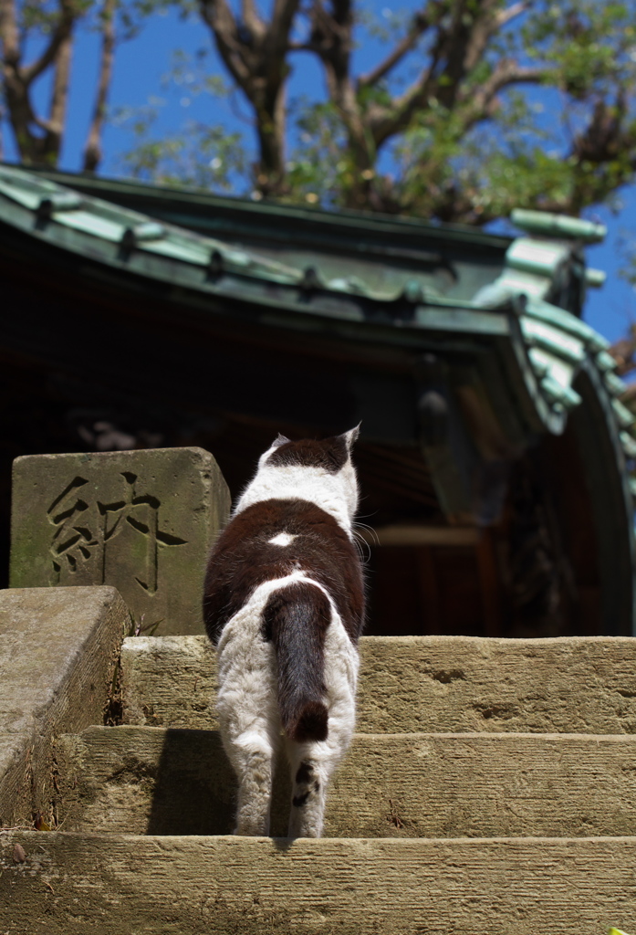 寺猫64