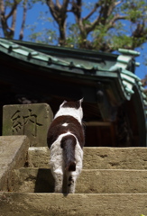 寺猫64
