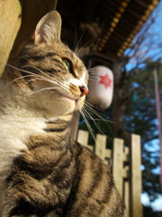 神社猫117