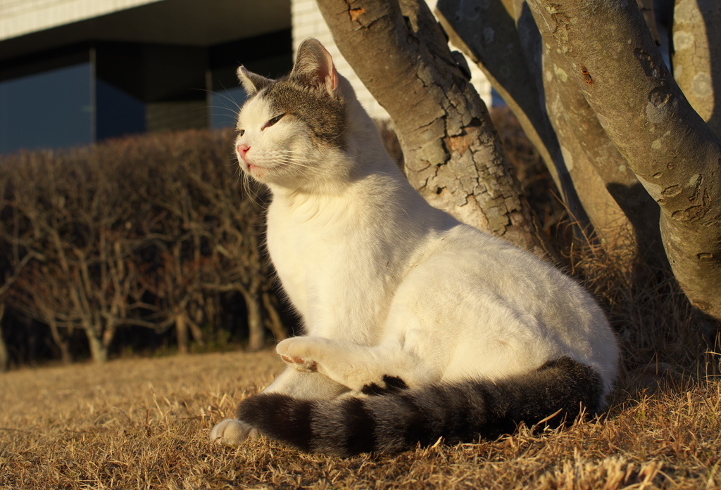 公園猫76