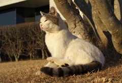公園猫76
