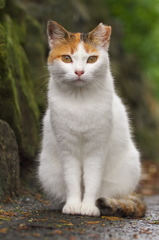 A島猫08