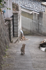 尾道猫110