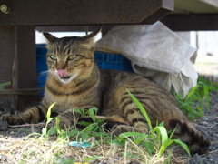 A島猫01