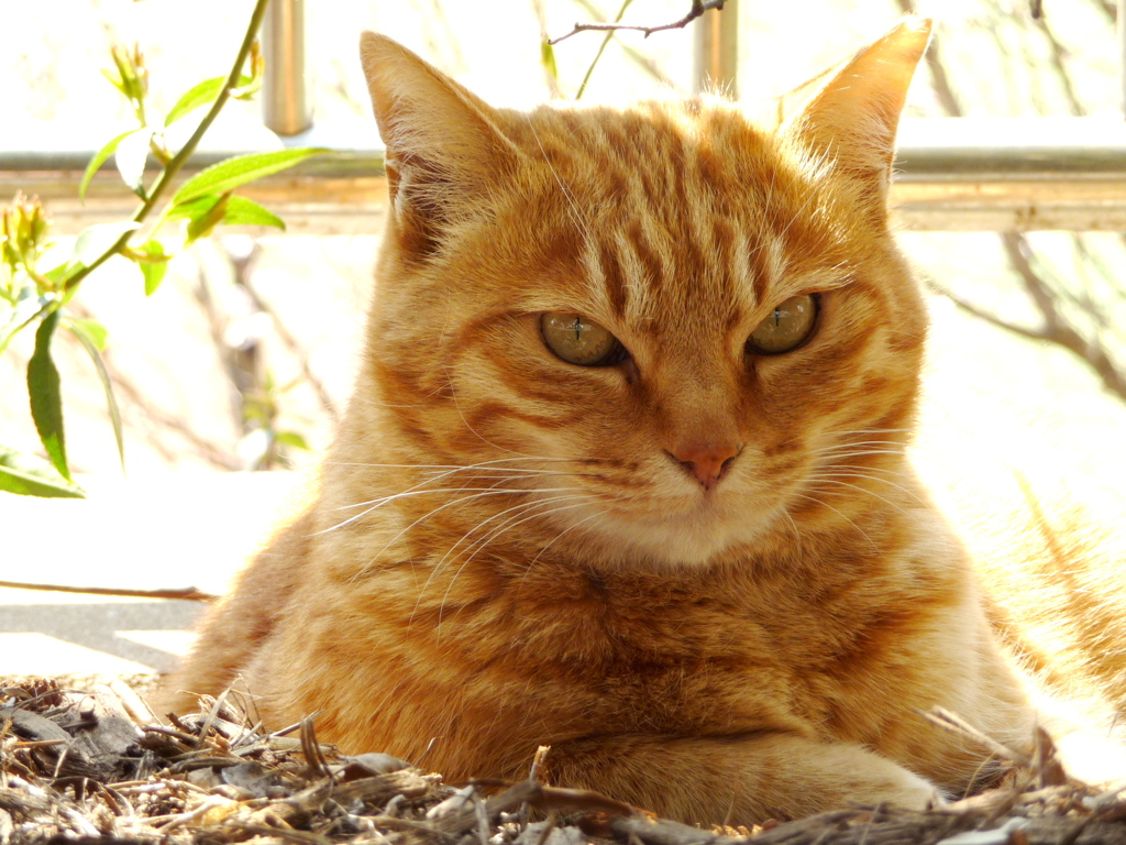 通りすがり猫94