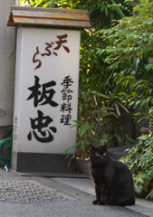 通りすがり猫71