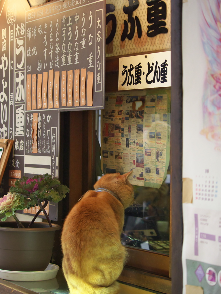 通りすがり猫185