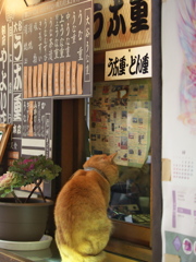 通りすがり猫185