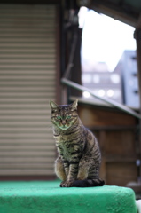 通りすがり猫209