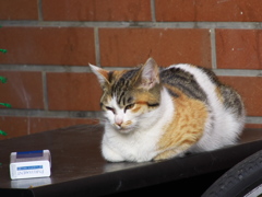 通りすがり猫189