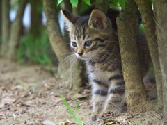 公園猫112