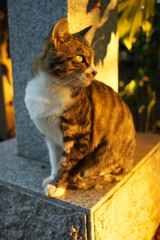 神社猫165