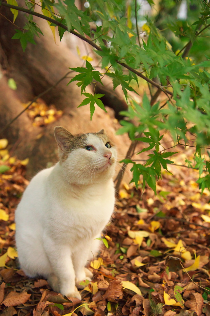 神社猫110