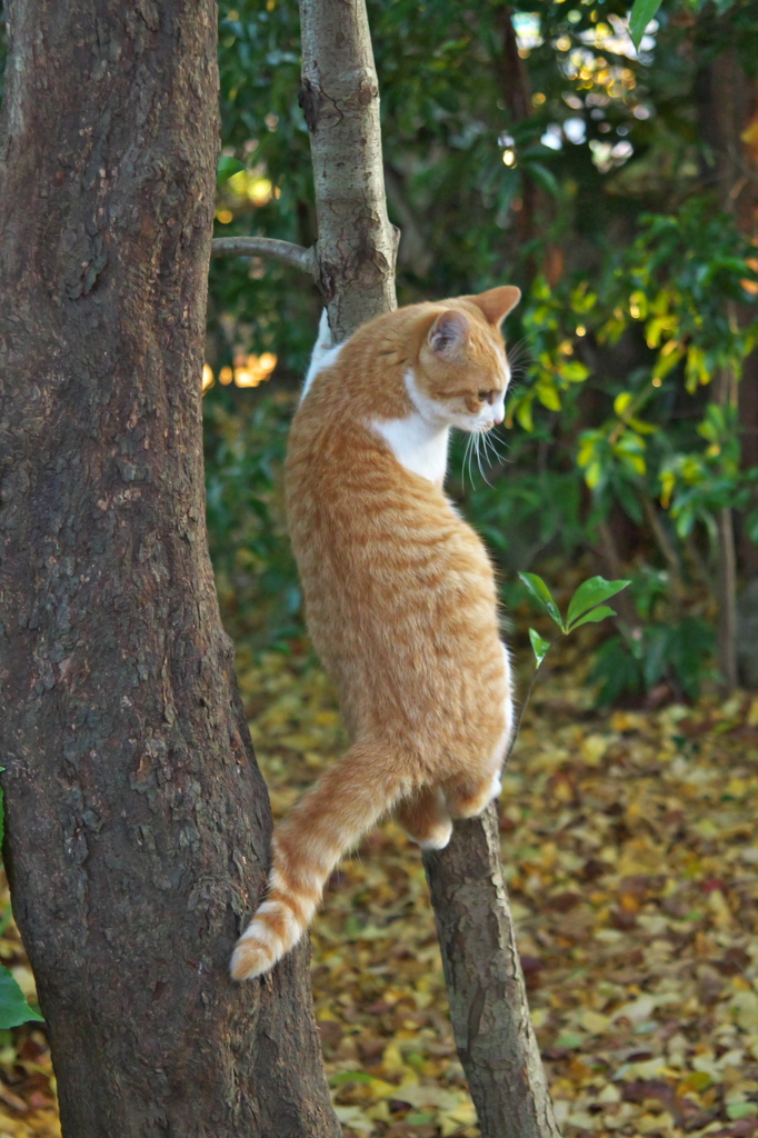 神社猫　ある戦い4