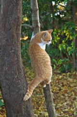 神社猫　ある戦い4