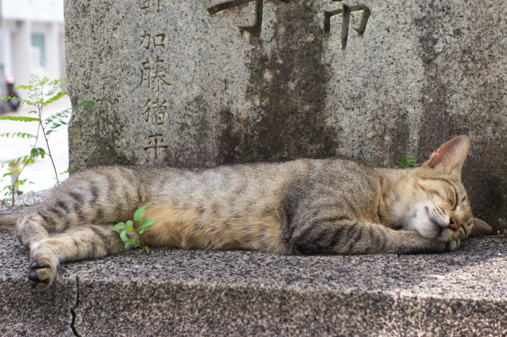 南の島猫10