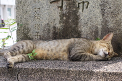 南の島猫10