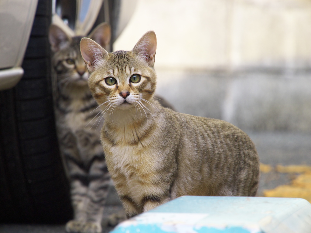 通りすがり猫153
