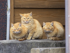 通りすがり猫181