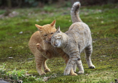 通りすがり猫66