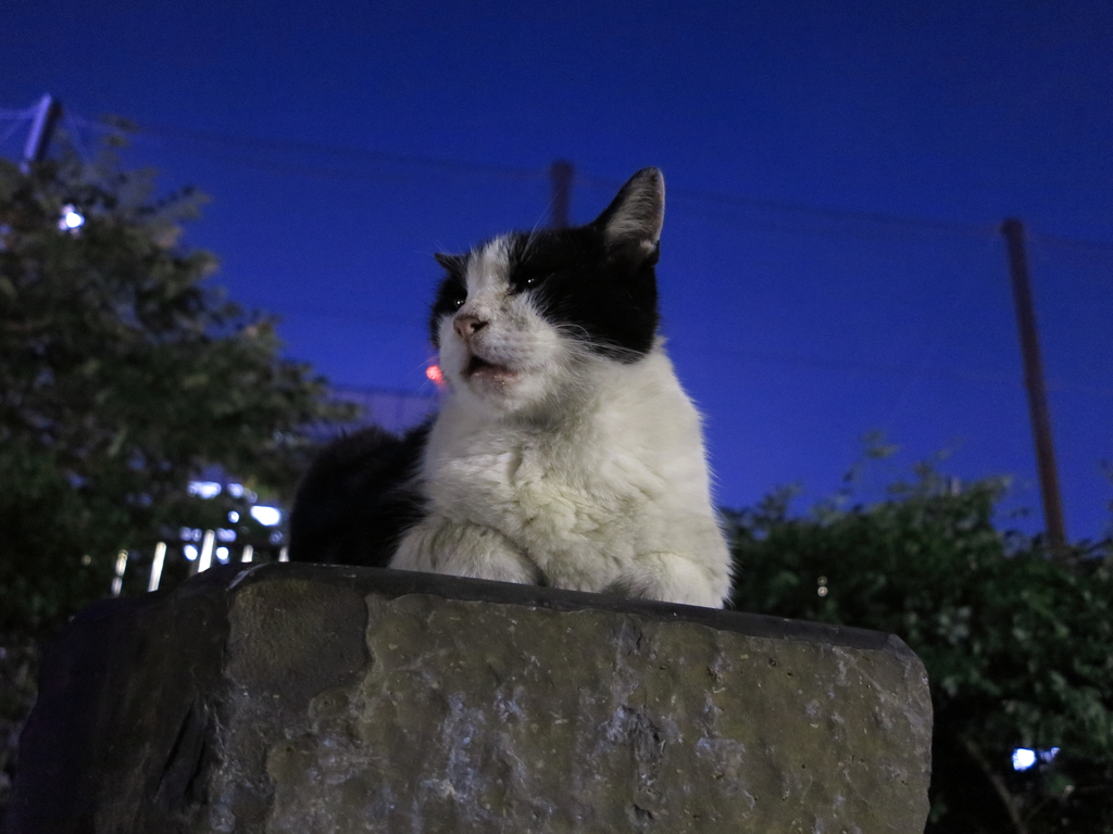 通りすがり猫96