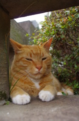 通りすがり猫33