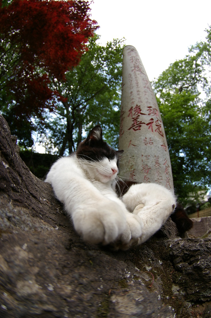 寺猫3