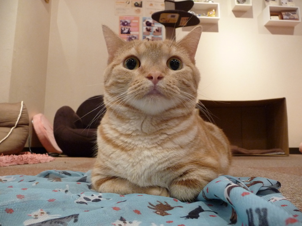 カフェ猫5
