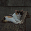 通りすがり猫59